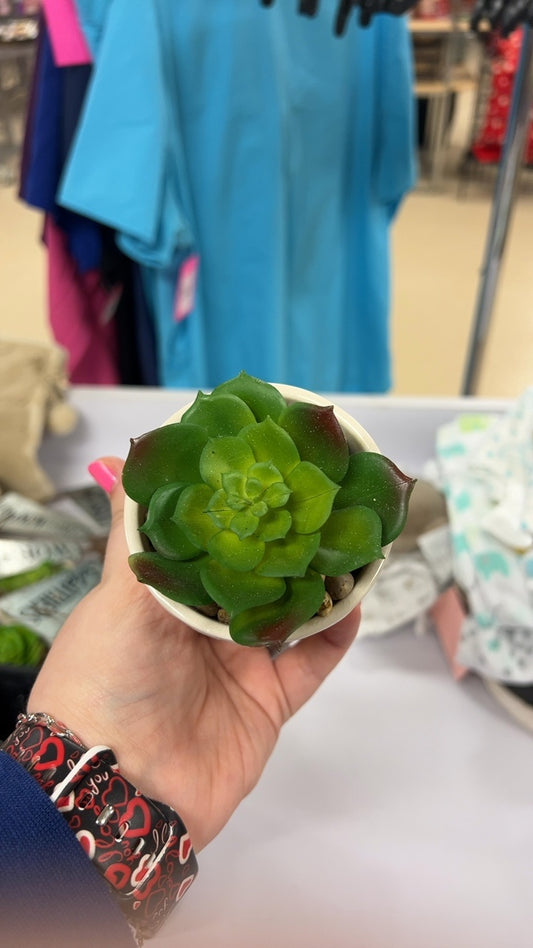 Plant Pot