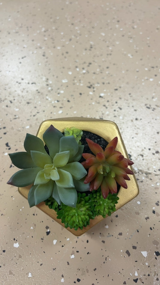 Plant